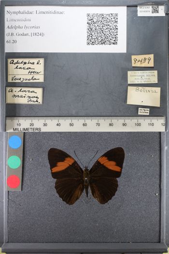 Media type: image;   Entomology 140974